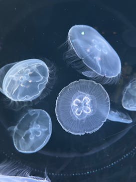 仙台うみの杜水族館に投稿された画像（2024/8/1）