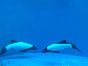 仙台うみの杜水族館に投稿された画像（2024/8/1）
