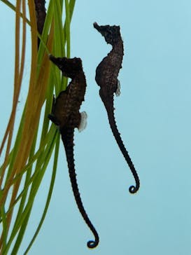 仙台うみの杜水族館に投稿された画像（2024/8/1）