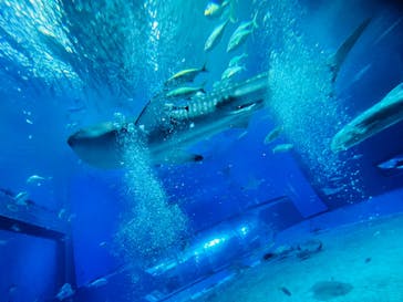 沖縄美ら海水族館に投稿された画像（2024/8/1）