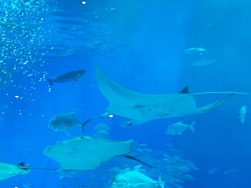 沖縄美ら海水族館に投稿された画像（2024/8/1）
