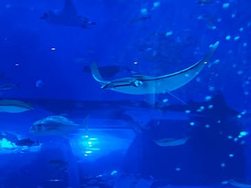 沖縄美ら海水族館に投稿された画像（2024/8/1）