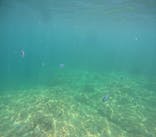 沖縄マリンサービス碧に投稿された画像（2024/8/1）