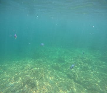 沖縄マリンサービス碧に投稿された画像（2024/8/1）