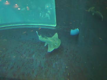 葛西臨海水族園に投稿された画像（2024/8/1）