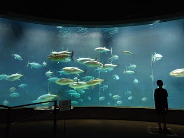 葛西臨海水族園に投稿された画像（2024/8/1）