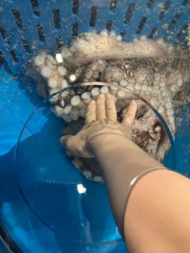 越前松島水族館に投稿された画像（2024/8/1）