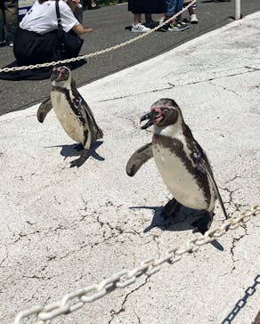 越前松島水族館に投稿された画像（2024/8/1）