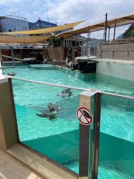 下田海中水族館に投稿された画像（2024/8/1）