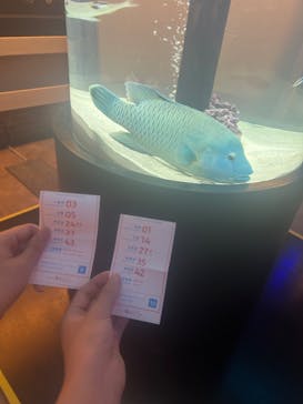 横浜開運水族館 フォーチュンアクアリウムに投稿された画像（2024/8/1）