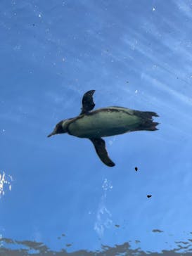 島根県立 しまね海洋館に投稿された画像（2024/8/1）