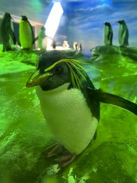 島根県立 しまね海洋館に投稿された画像（2024/8/1）