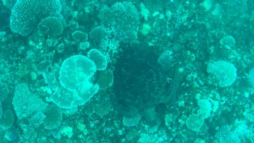 川平マリンサービスに投稿された画像（2024/8/1）