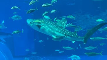 沖縄美ら海水族館に投稿された画像（2024/8/1）