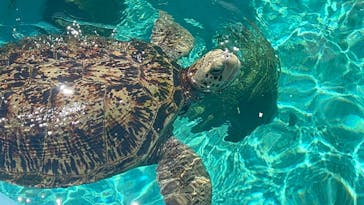 沖縄美ら海水族館に投稿された画像（2024/8/1）