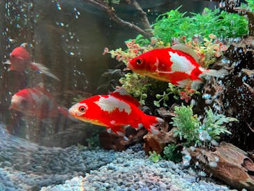 NARA KINGYO MUSEUMに投稿された画像（2024/8/1）