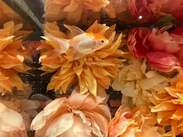 NARA KINGYO MUSEUMに投稿された画像（2024/8/1）