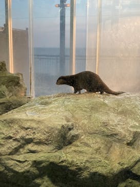 新江ノ島水族館に投稿された画像（2024/8/1）