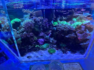 名古屋港水族館に投稿された画像（2024/8/1）