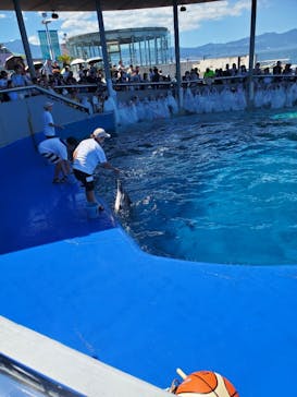 大分マリーンパレス水族館 「うみたまご」に投稿された画像（2024/8/1）