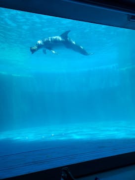 大分マリーンパレス水族館 「うみたまご」に投稿された画像（2024/8/1）