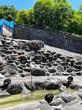 奥飛騨クマ牧場に投稿された画像（2024/8/1）