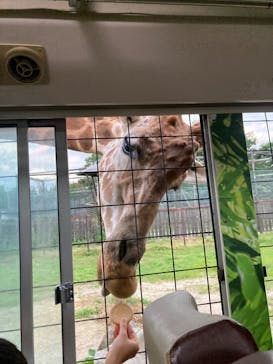 那須サファリパークに投稿された画像（2024/8/1）