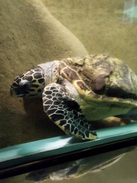 マリンワールド海の中道に投稿された画像（2024/8/1）