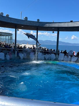 大分マリーンパレス水族館 「うみたまご」に投稿された画像（2024/8/1）