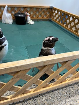 大分マリーンパレス水族館 「うみたまご」に投稿された画像（2024/8/1）