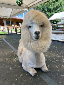 八ヶ岳アルパカ牧場に投稿された画像（2024/8/1）