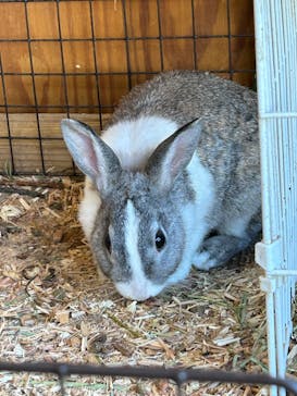 八ヶ岳アルパカ牧場に投稿された画像（2024/8/1）