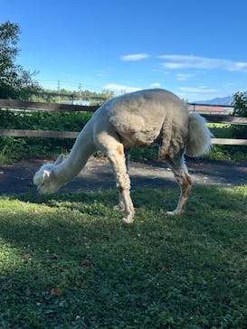 八ヶ岳アルパカ牧場に投稿された画像（2024/8/1）