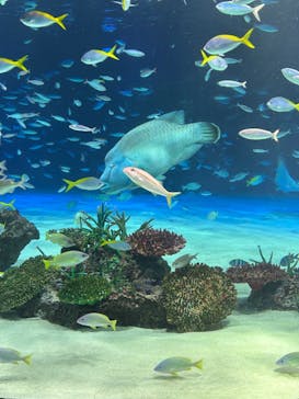 サンシャイン水族館に投稿された画像（2024/8/1）