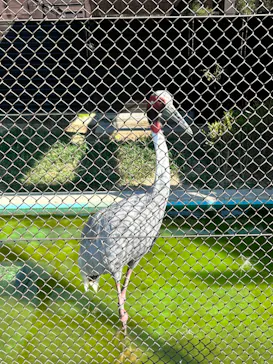 天王寺動物園に投稿された画像（2024/8/1）