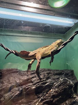 サンシャイン水族館に投稿された画像（2024/8/1）