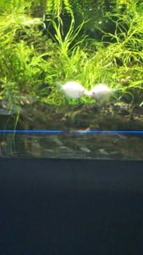 カワスイ 川崎⽔族館に投稿された画像（2024/8/1）