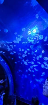 サンシャイン水族館に投稿された画像（2024/8/2）