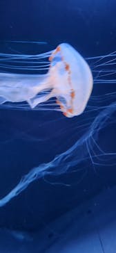 サンシャイン水族館に投稿された画像（2024/8/2）