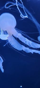 サンシャイン水族館に投稿された画像（2024/8/2）