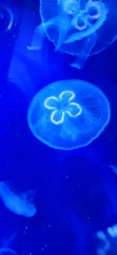 サンシャイン水族館に投稿された画像（2024/8/2）