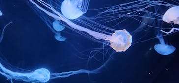 サンシャイン水族館に投稿された画像（2024/8/2）