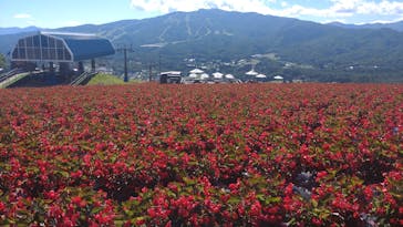 ひるがのピクニックガーデンに投稿された画像（2024/8/2）