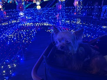 伊豆ぐらんぱる公園に投稿された画像（2024/8/2）