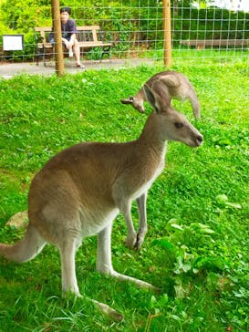 那須どうぶつ王国に投稿された画像（2024/8/2）