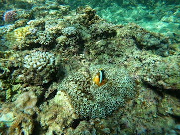 沖縄マリンサービス碧に投稿された画像（2024/8/2）