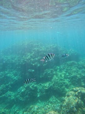 沖縄マリンサービス碧に投稿された画像（2024/8/2）