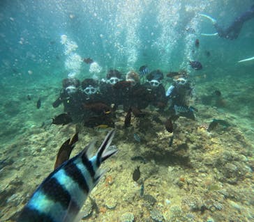 沖縄マリンサービス碧に投稿された画像（2024/8/2）