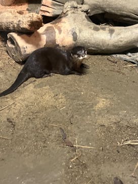 世界淡水魚園水族館　アクア・トトぎふに投稿された画像（2024/8/2）