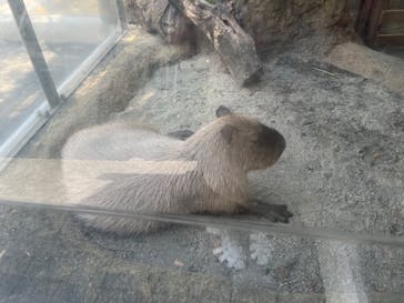 世界淡水魚園水族館　アクア・トトぎふに投稿された画像（2024/8/2）